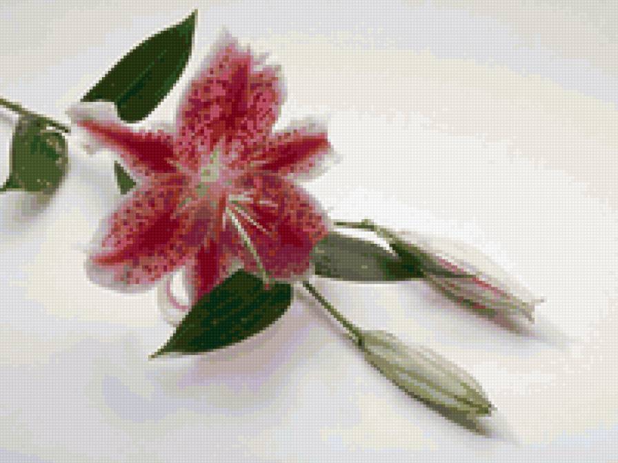 №6497 - цветы - предпросмотр