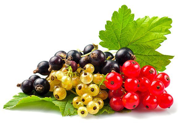 №6544 - натюрморт, кухня, ягода - оригинал