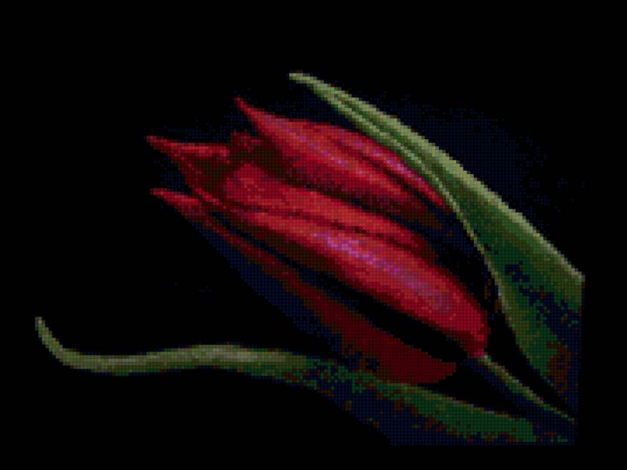 Тюльпан - цветок, красный, тюльпан, флора - предпросмотр