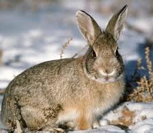 Схема вышивки «зайчик»