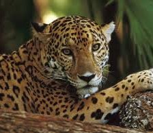 Схема вышивки «№6599»