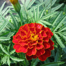 Схема вышивки «№6622»