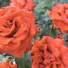 Схема вышивки «№6625»