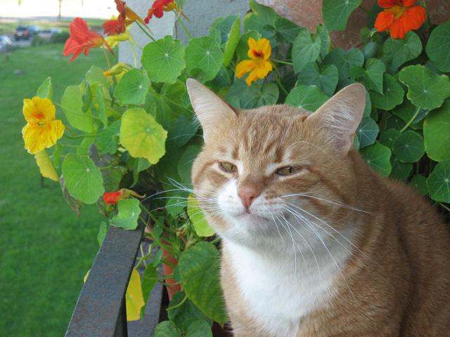 №6626 - оригинал