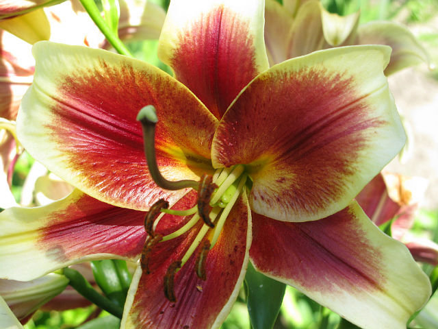 №6641 - оригинал