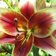 Схема вышивки «№6641»