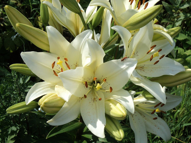 №6646 - оригинал