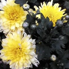 Схема вышивки «№6651»