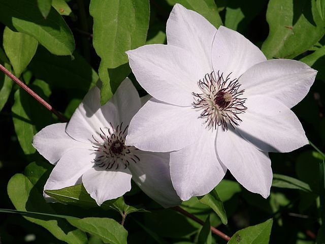 №6667 - оригинал