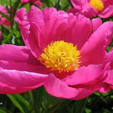 Схема вышивки «№6677»