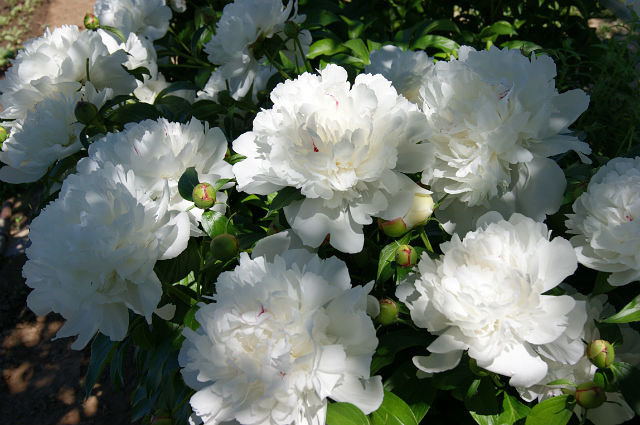 №6683 - оригинал