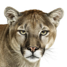 Схема вышивки «№6693»