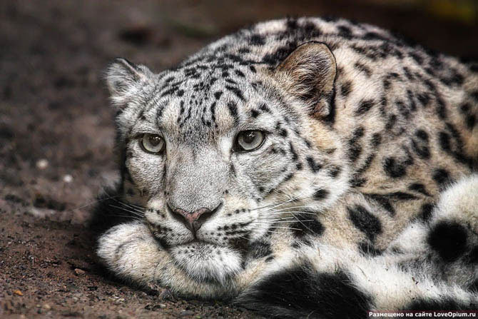 №6698 - оригинал