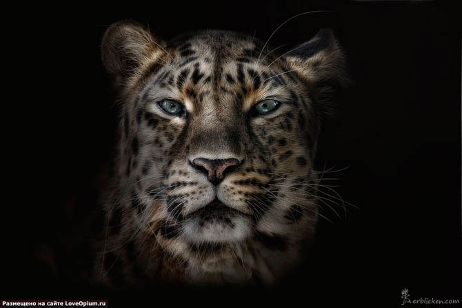 №6719 - оригинал