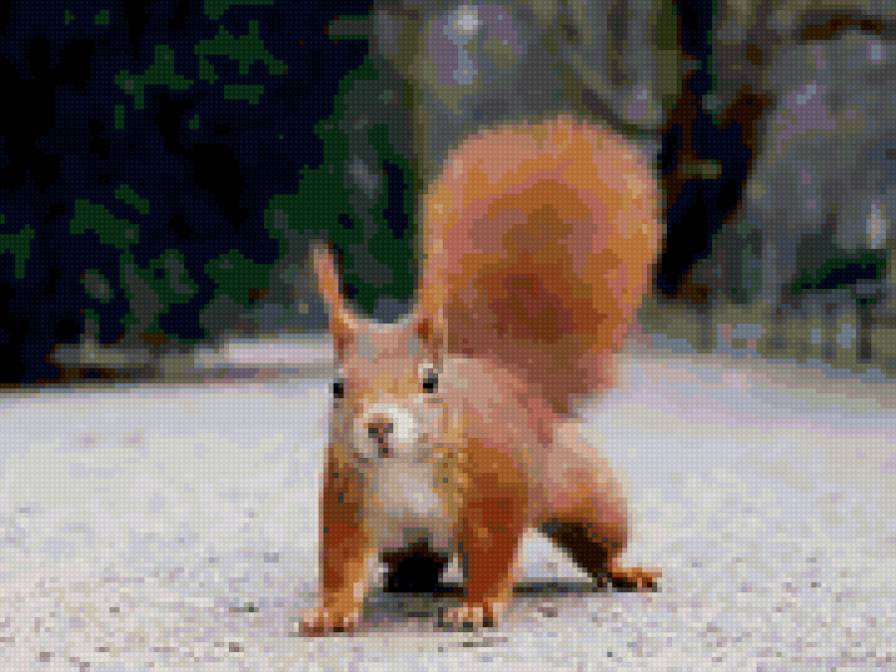 белочка - животные, птицы - предпросмотр