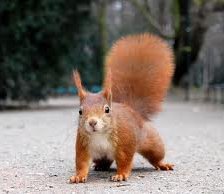 Схема вышивки «белочка»