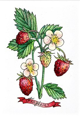 Земляника - ягодки, природа, клубника, ягода, красота, земляника - оригинал