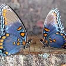 Схема вышивки «№7127»