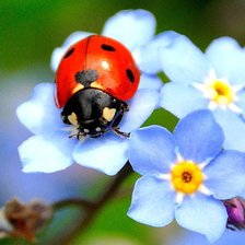 Схема вышивки «цветы»