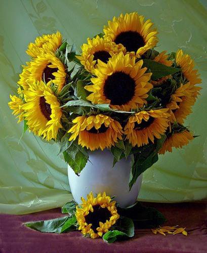 Подсолнухи - цветы, натюрморт, подсолнухи - оригинал