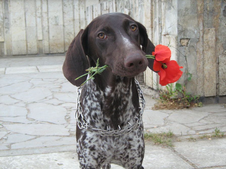 моя зайка - курцхаар, охотник, собака - оригинал