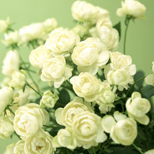 Схема вышивки «blanc»