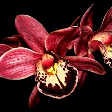 Схема вышивки «orchids»