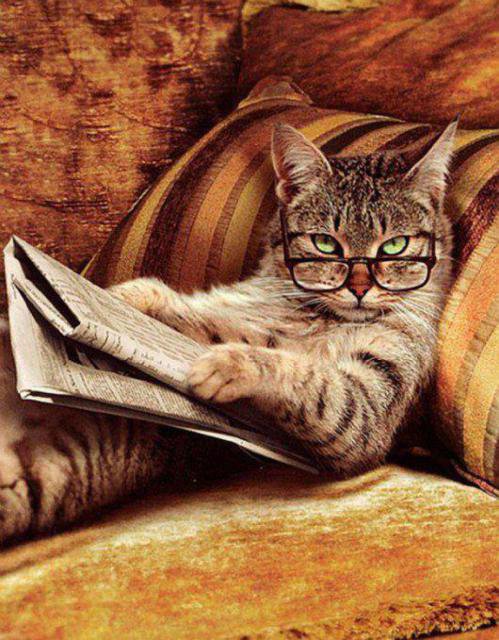 Умный кот)) - домашние животные, кот - оригинал