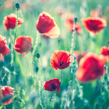 Схема вышивки «field»