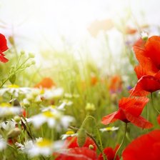 Схема вышивки «flowers»