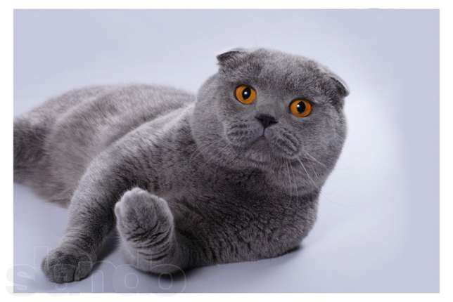 МОЙ ШОТЛАНДСКИЙ КОТ - оригинал