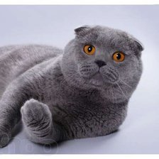 Схема вышивки «МОЙ ШОТЛАНДСКИЙ КОТ»