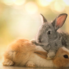 Схема вышивки «rabbits»