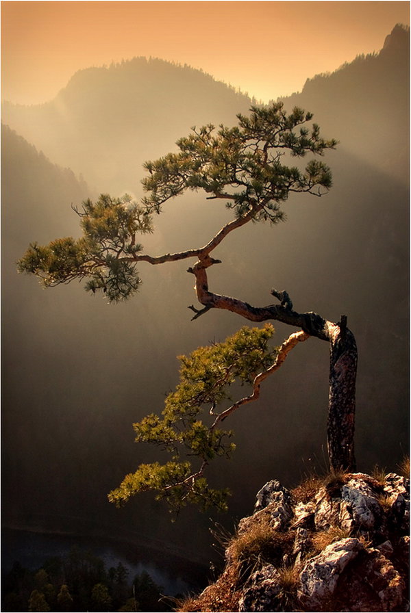 Сосна - пейзаж, дерево - оригинал