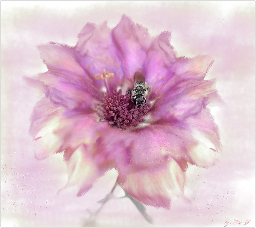 сереневый цветок - цветы - оригинал