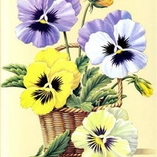 Схема вышивки «анютины глазки»