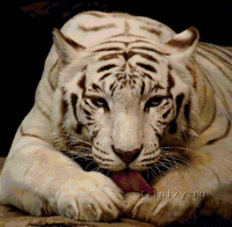 белый тигр - предпросмотр