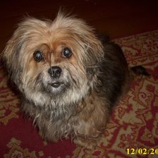 Любимая Джесси