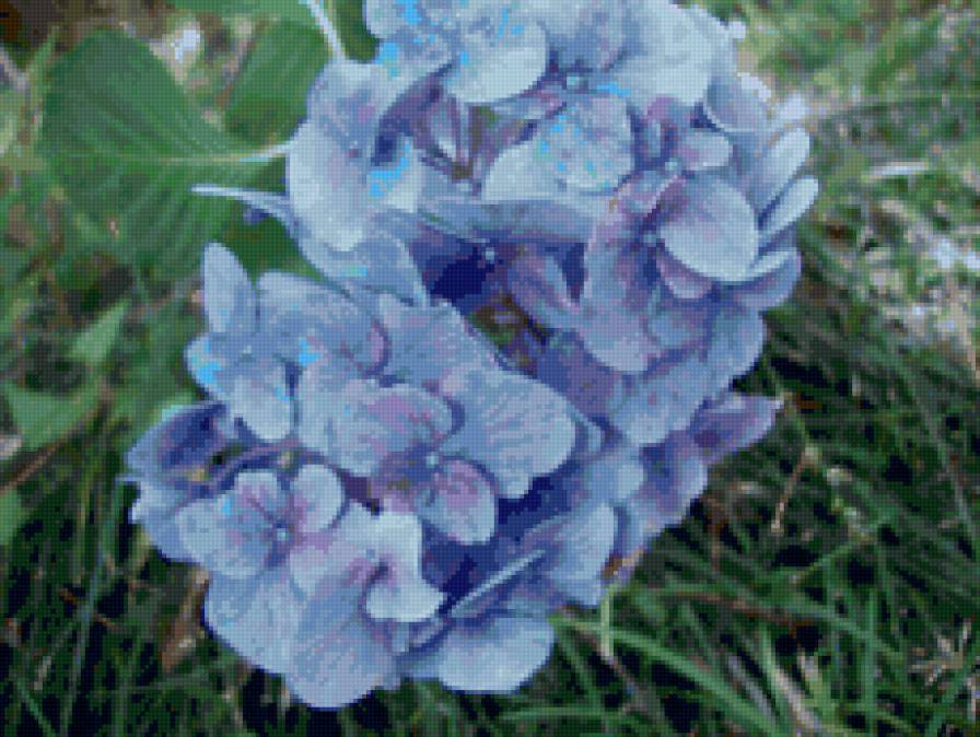 гортензия - цветы, гортензия - предпросмотр