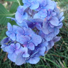 Схема вышивки «гортензия»