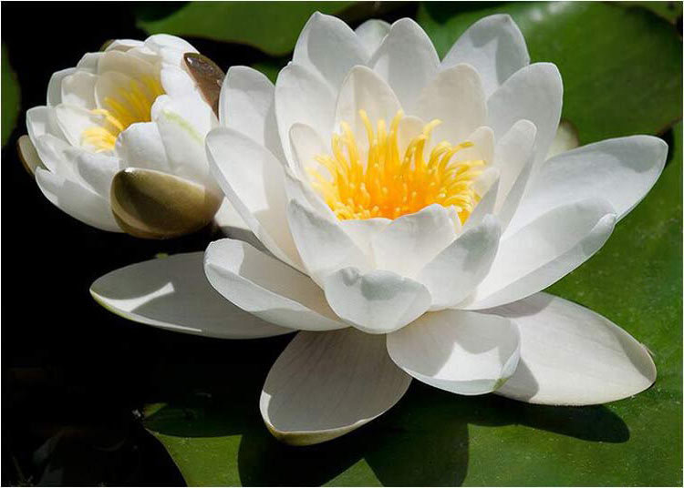 белая кувшинка - кувшинка, лотос, цветы - оригинал