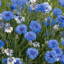 Схема вышивки «васельки»
