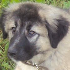 Схема вышивки «собака»