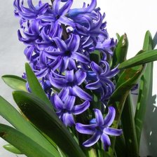 Схема вышивки «№8321»