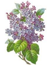 Схема вышивки «№8434»