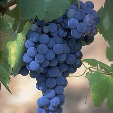 Схема вышивки «виноград»