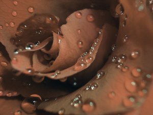 роза в росе - розы - оригинал