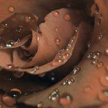 Схема вышивки «роза в росе»