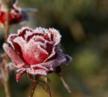 Схема вышивки «роза в инии»