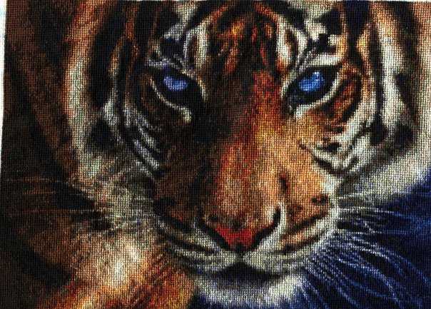 тигр - оригинал